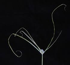 Image result for Cyperus dubius