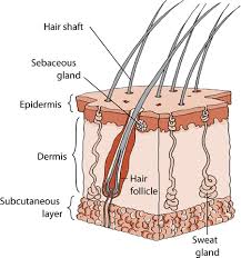 Hair follicle diagram not labeled. Structure Of The Skin In Horses Horse Owners Veterinary Manual