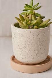 Parker 4 Planters Succulent Pots Drainage