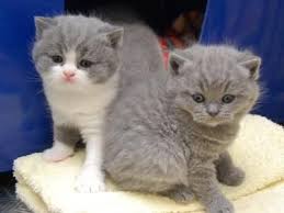 Singapore Adorable British Short Hair Kittens For Adoption Kitten Adoption British Shorthair Kittens British Shorthair