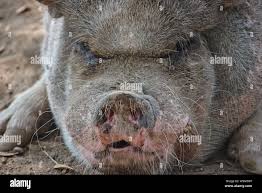 Risultati immagini per porco