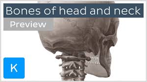 It is joined to the sternum or breast bone at the front. Bones Of The Head And Neck Skull And Cervical Spine Preview Human Anatomy Kenhub Youtube