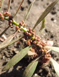 Image result for Ammannia aegyptiaca