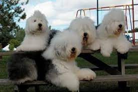 Old English Sheepdog Pictures Free Old English Sheepdog Old English Sheepdog English Sheepdog English Sheepdog Puppy