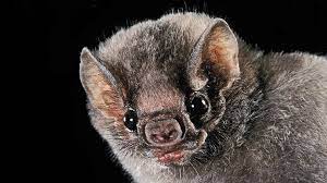 It is illegal to keep native bats as pets in the usa. The Joy Of Bats The New Yorker