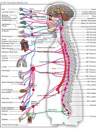 Chiropractor In Lexington The Nervous System In Lexington