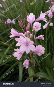 Image result for Watsonia borbonica