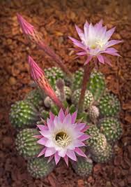 Pincushions always have pink flowers. Easter Lily Cactus