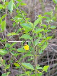 Image result for Corchorus schimperi