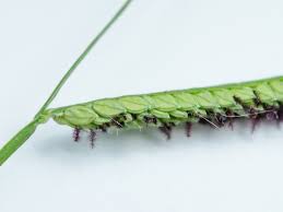 Image result for Paspalum plicatulum