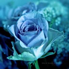 Pretty blue crystal string lights designed exclusively for urban outfitters. Blue Velvet By Whitebook On Deviantart Light Blue Roses Blue Rose Tattoos Blue Roses