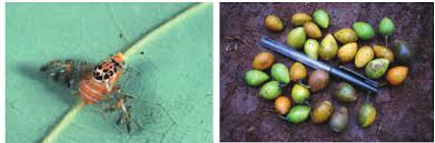 Image result for Crepidorhopalon whytei