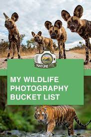 7 Sights On My Wildlife Photography Bucket List Wildlife Photography Photography Bucket List Wildlife