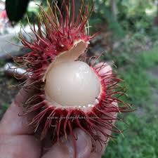 Rambutan (nephelium lappaceum) atau hairy fruit merupakan tanaman tropis yang banyak tumbuh di indonesia. Rezeki Kebun Rambutan Gula Batu Setiap Hujung Tahun