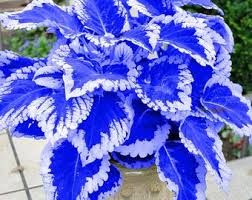 Image result for Cogniauxia