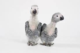 Birds For Sale In Florida Craigslist Parrots For Sale