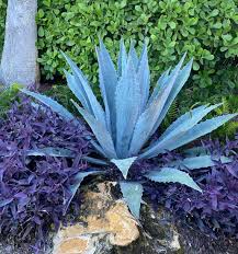 Image result for Agave americana