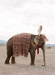 A Beautiful Journey Elephant Adventure Animals