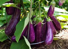 It might be easier just to purchase eggplant starts at the garden center; Eggplant Sowing Growing And Harvesting Eggplants Fending Off Disease