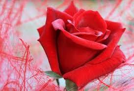 40 Red Rose Image Download Free Red Roses Rose Images Rose