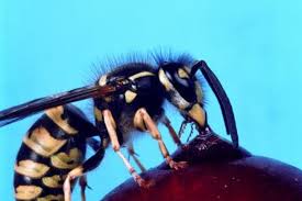 Hibernating Queen Wasp - Youtube