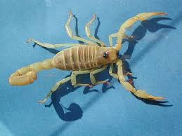 Scorpions - DesertUSA