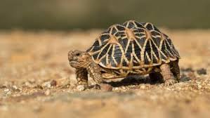 Maybe you would like to learn more about one of these? 8 Jenis Kura Kura Peliharaan Paling Populer Di Indonesia Tokopedia Blog