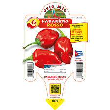 Lo si ama o lo si odia. Piantine Orto Mio Peperoncino Piccante Habanero Rosso In Vaso Prezzi E Offerte