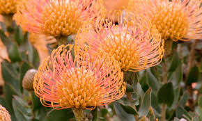 Image result for Protea enervis