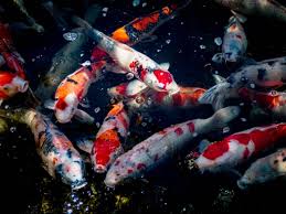 Yes it was a koi not a carp no carps in that pond grow with silver black white patches. Basic Terminology Every Koi Beginner Should Know Pethelpful