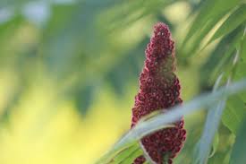 I know the ones i've encountered in maine and florida are edible. Roadside Spice Sumac