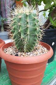 Propagation by cutting is less time consuming. Golden Barrel Cactus Cacti And Succulents Golden Barrel Cactus Barrel Cactus