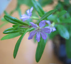 Image result for Cuphea