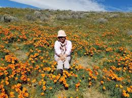 Hours may change under current circumstances Poppy Hills Picture Of Antelope Valley California Poppy Reserve Lancaster Tripadvisor