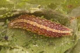 Image result for Pyrausta sanguinalis