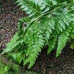 Image result for Microlepia speluncae