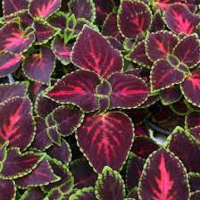 Image result for Coleus goetzenii