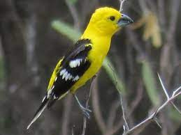 The list also includes 20,046 subspecies. Golden Grosbeak Pheucticus Chrysogaster Birds Of The World