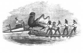See more ideas about camels, camel, animals. The U S Army S Camel Corps Experiment The Campaign For The National Museum Of The United States Army