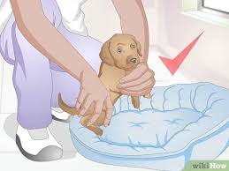 German shepherds are most energetic for the first two to three years. 3 Ways To Calm A Puppy Wikihow Pet