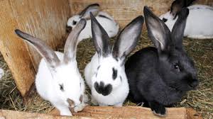 Culpan a los activistas veganos que rescataron a conejos de una ...