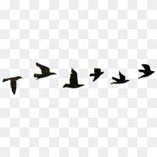 Bird Birds Black Tumblr Nature Edits Png Birds Tumblr Birds Flying Silhouette In Line Transpare Flying Bird Silhouette Birds Flying Banner Background Images