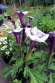 Image result for durman obecný plod