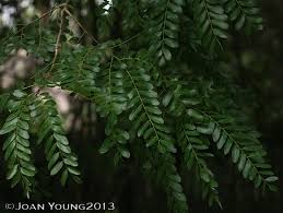 Image result for Cordyla africana