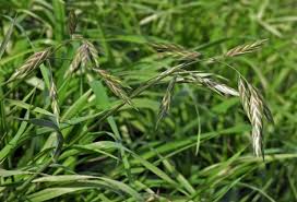 Image result for Bromus catharticus