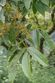 Image result for Searsia tomentosa