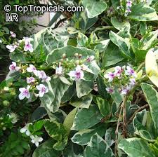 Image result for Pseuderanthemum