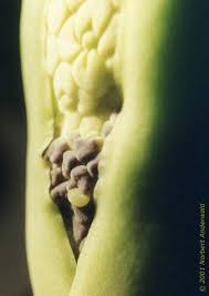 Image result for Stylochaeton borumensis