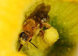 Image result for Isoglossa strigosula