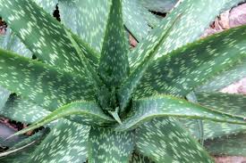 Image result for Aloe ribauensis